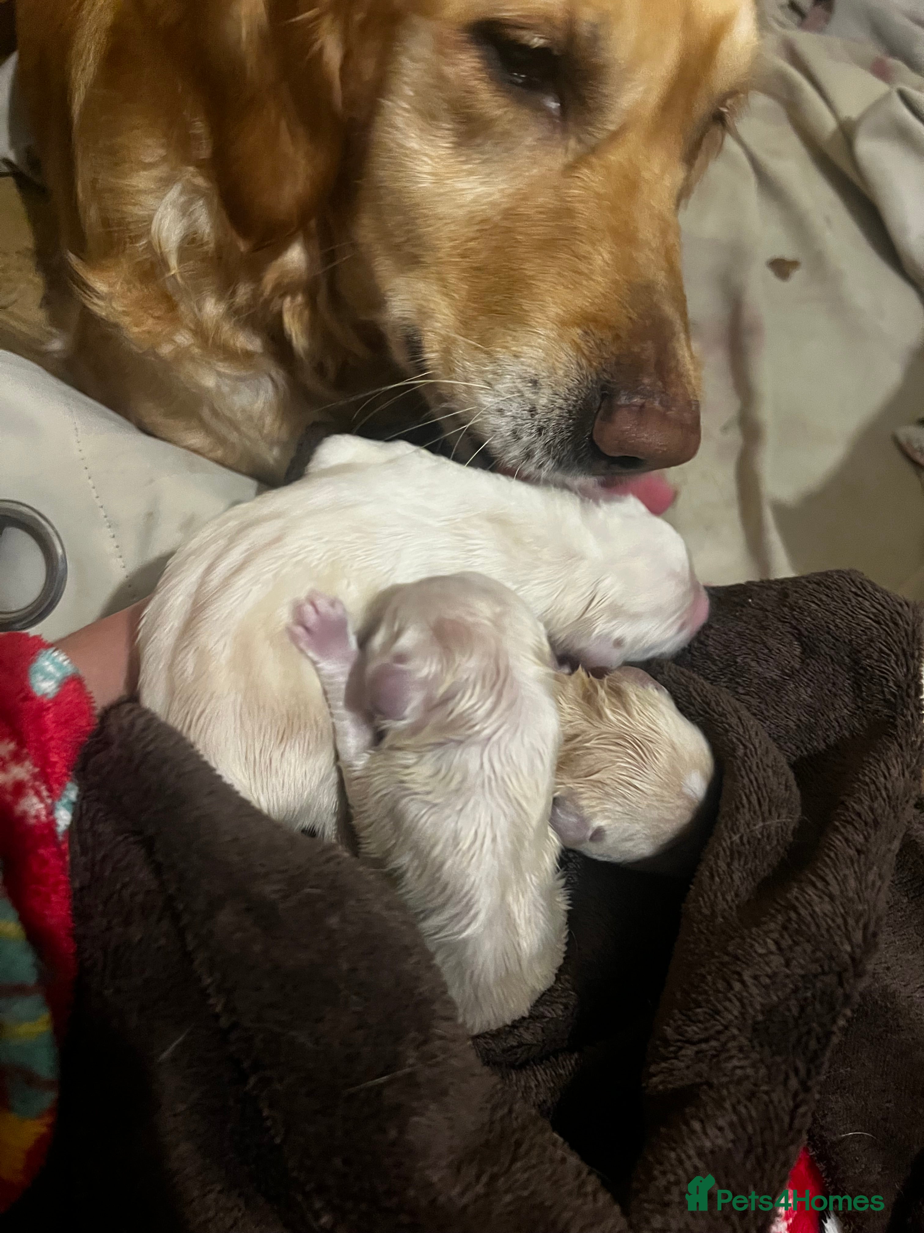 Golden Retriever dogs KC Registered Puppies - Advert 12