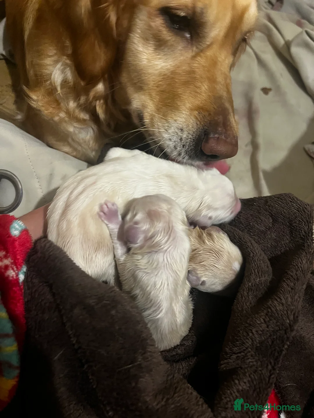 Golden Retriever dogs for sale: KC Registered Puppies - Advert 1