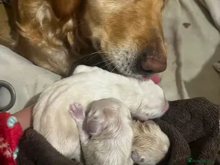 Golden Retriever dogs KC Registered Puppies - Advert 12