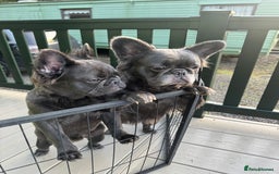 French Bulldog dogs for sale: REDUCED to £1100!!!Fluffy Frenchies in Edinburgh - Image 11