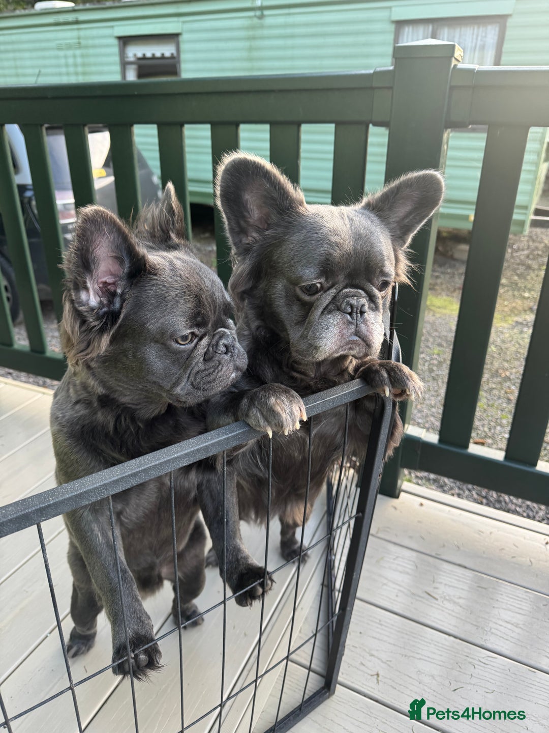French Bulldog dogs for sale: REDUCED to £1100!!!Fluffy Frenchies in Edinburgh - Image 11