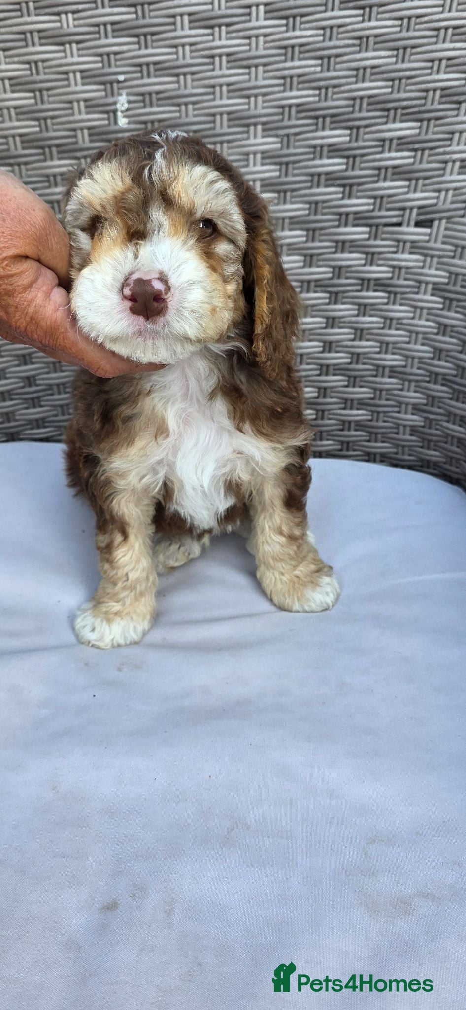 Cockapoo dogs Beautiful cockapoo puppies  - Advert 4