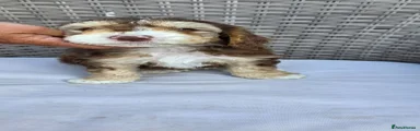 Cockapoo 3