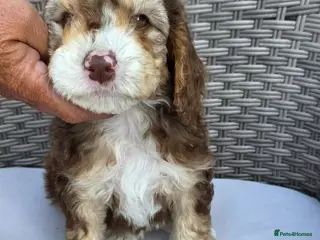 Cockapoo dogs Beautiful cockapoo puppies - Advert 4