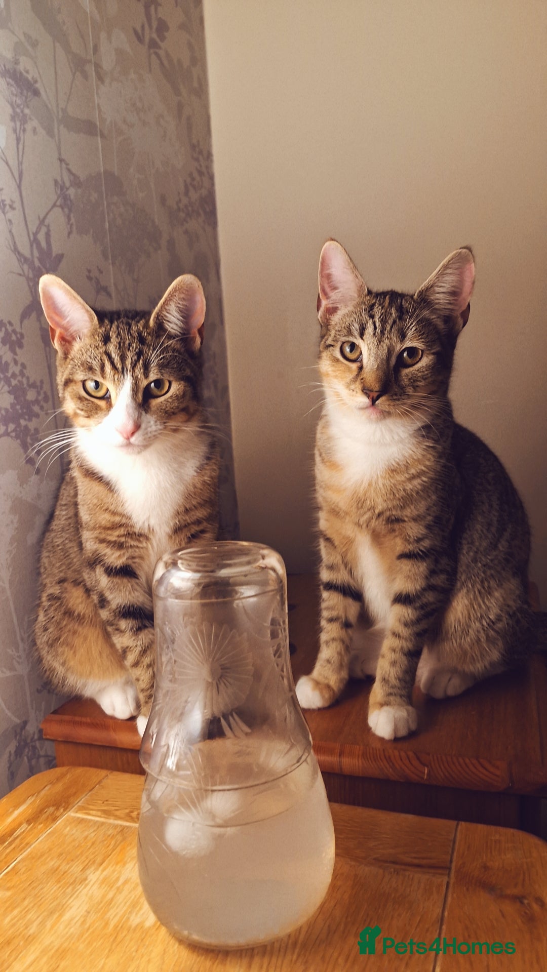 Mixed Breed cats Two female cats looking for a new home  - Advert 1