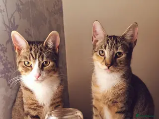 Mixed Breed cats Two female cats looking for a new home - Advert 1