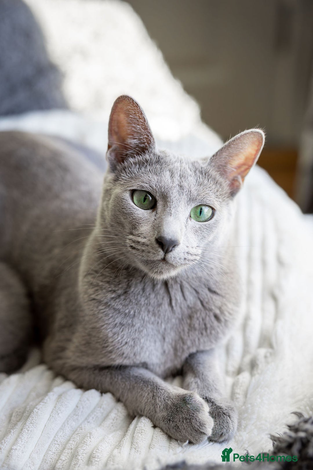 Russian Blue cats for sale: Pure Russian Blue Kittens, Silver Coat Green Eyes  - Advert 21