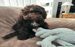 Cockapoo dogs for stud: Cockapoo for stud  - Advert 6