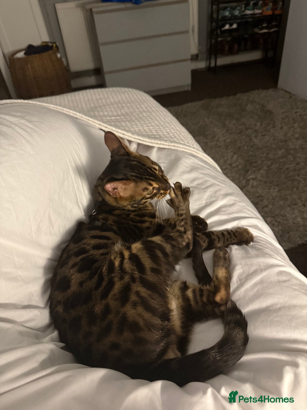 Bengal cats for stud: Stunning Bengal for stud - Advert 10