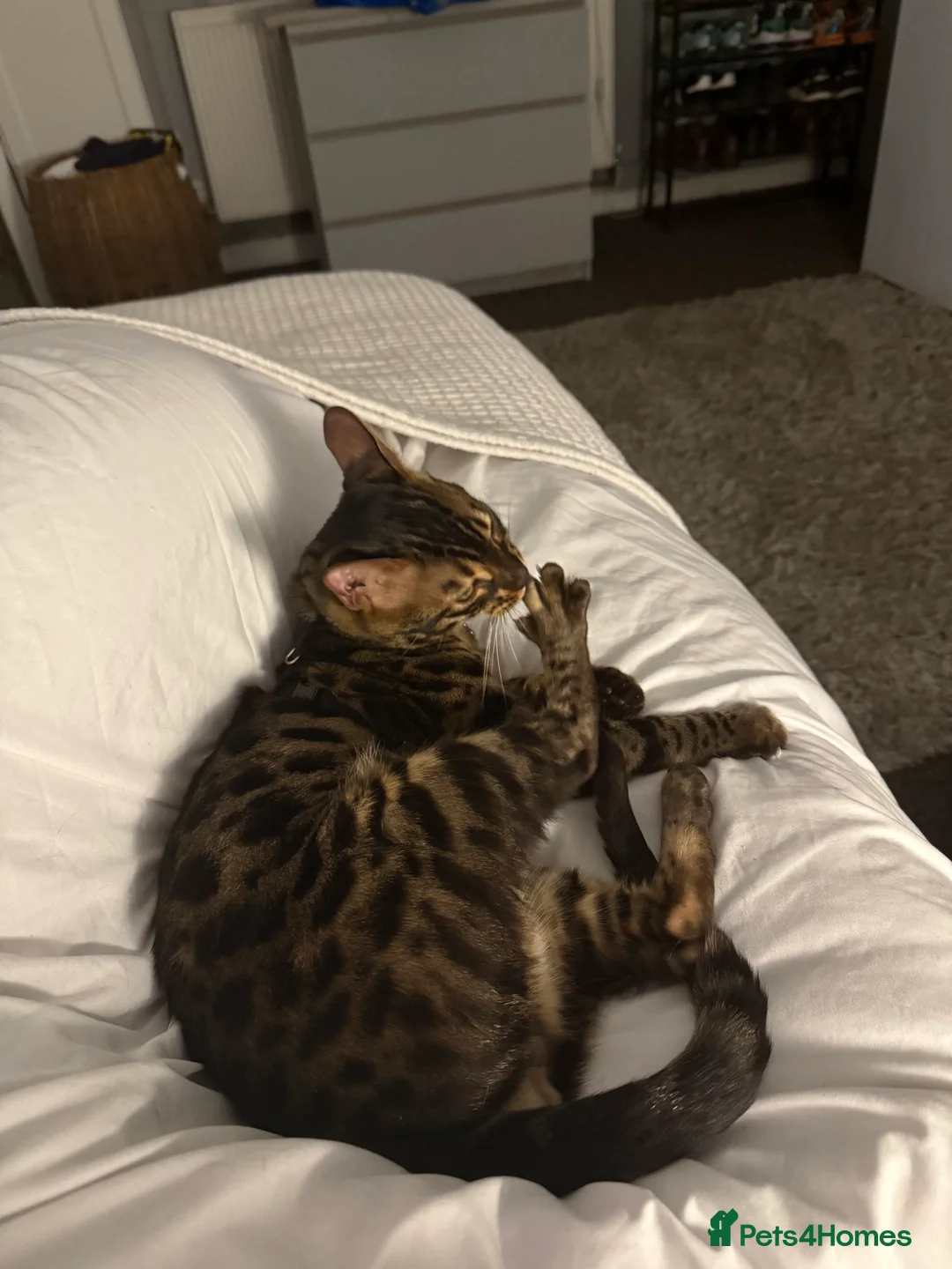 Bengal cats for stud: Stunning Bengal for stud - Advert 10