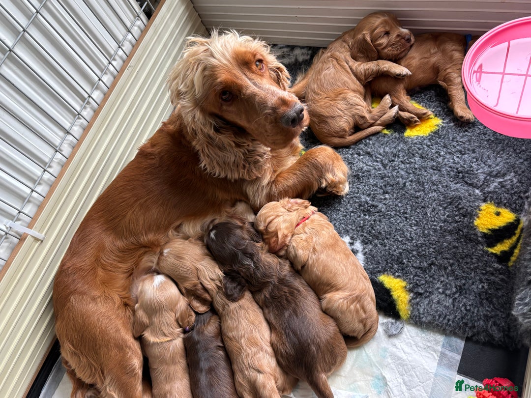 Cocker Spaniel dogs for sale: KC REGISTERED SHOW-TYPE COCKERS - Image 7