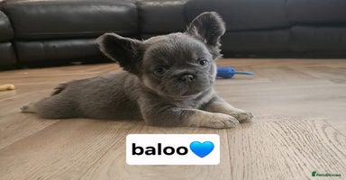 French Bulldog dogs - Advert 10