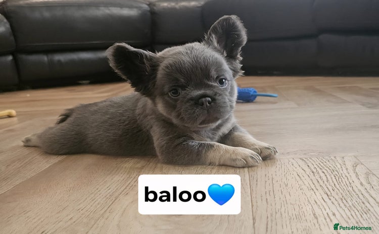 French Bulldog dogs - Advert 3
