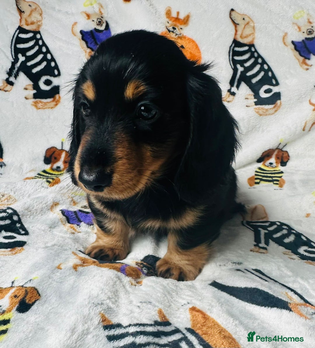 Miniature Dachshund dogs for sale: Ready NOW Stunning KC long haired mini dachshund  - Advert 12