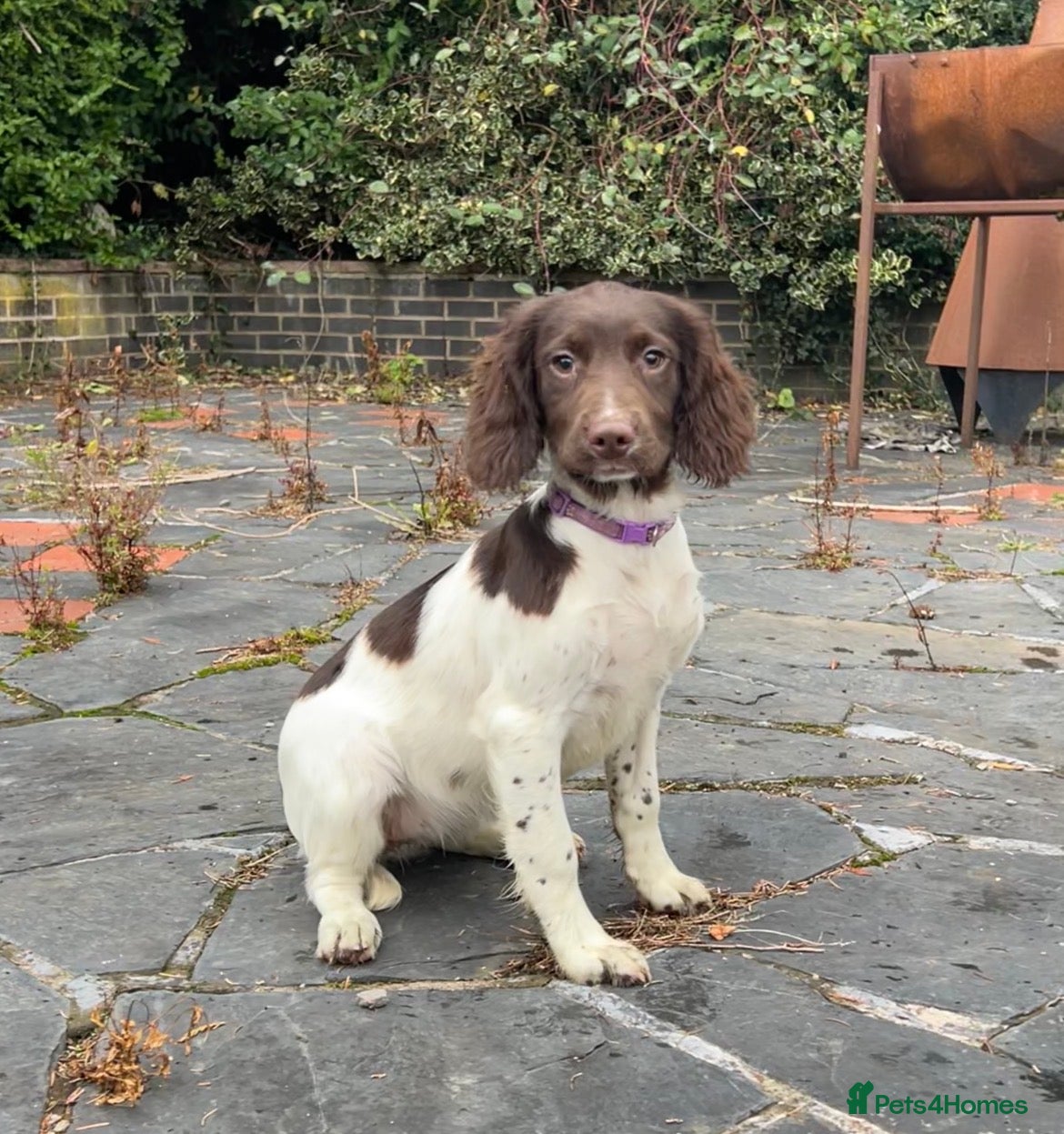 English Springer Spaniel dogs Gorgeous English Springer Spaniels  - Advert 2
