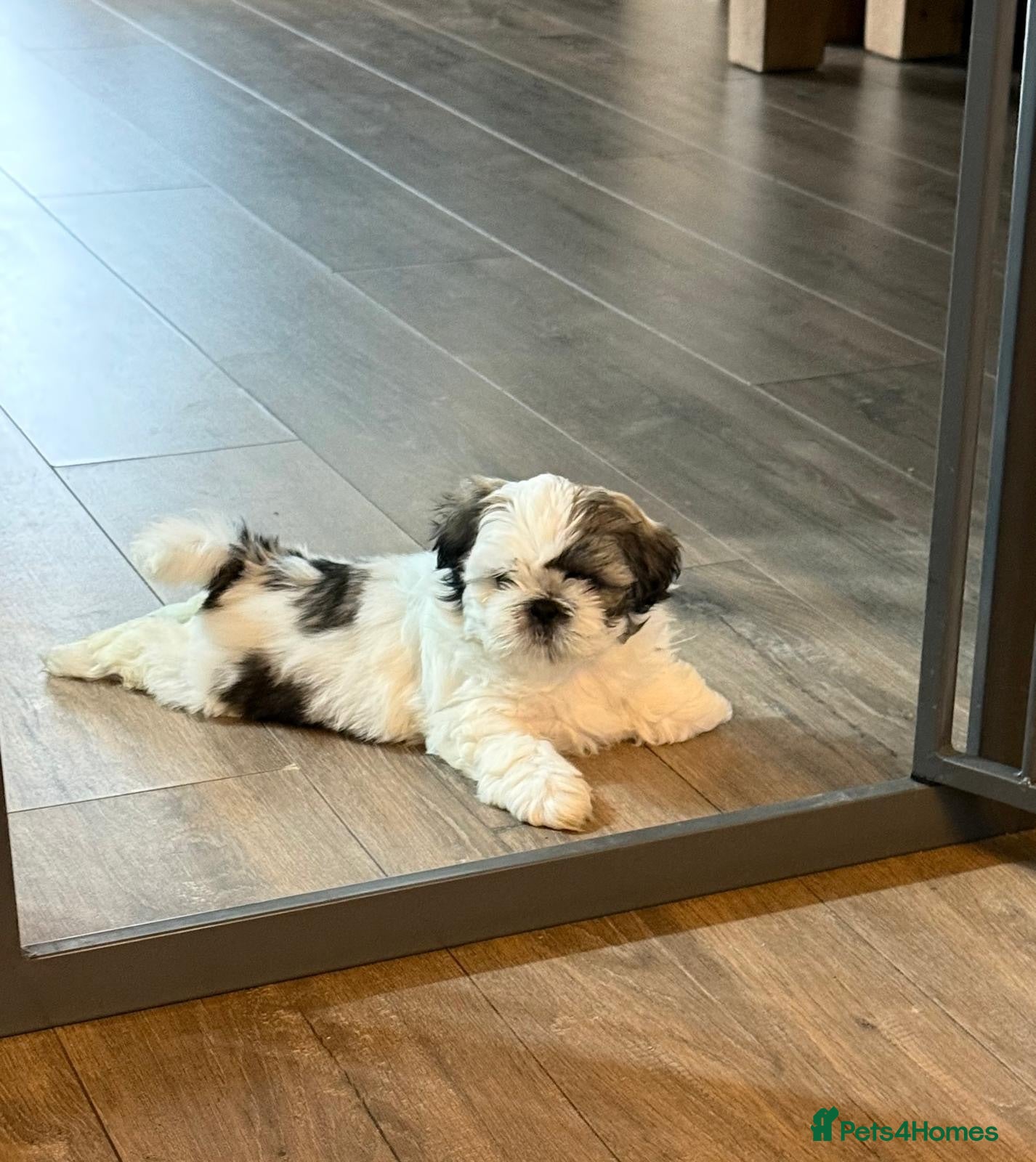 Shih Tzu dogs Shih Tzu Puppies - Advert 6