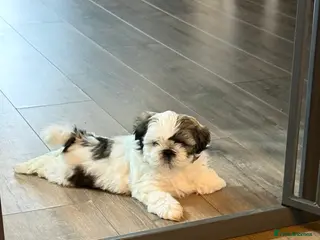 Shih Tzu dogs Shih Tzu Puppies - Advert 6