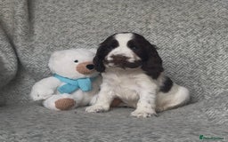 Cocker Spaniel dogs for sale: Ready Now! KC Show Type Cocker Spaniel Pups  - Image 24