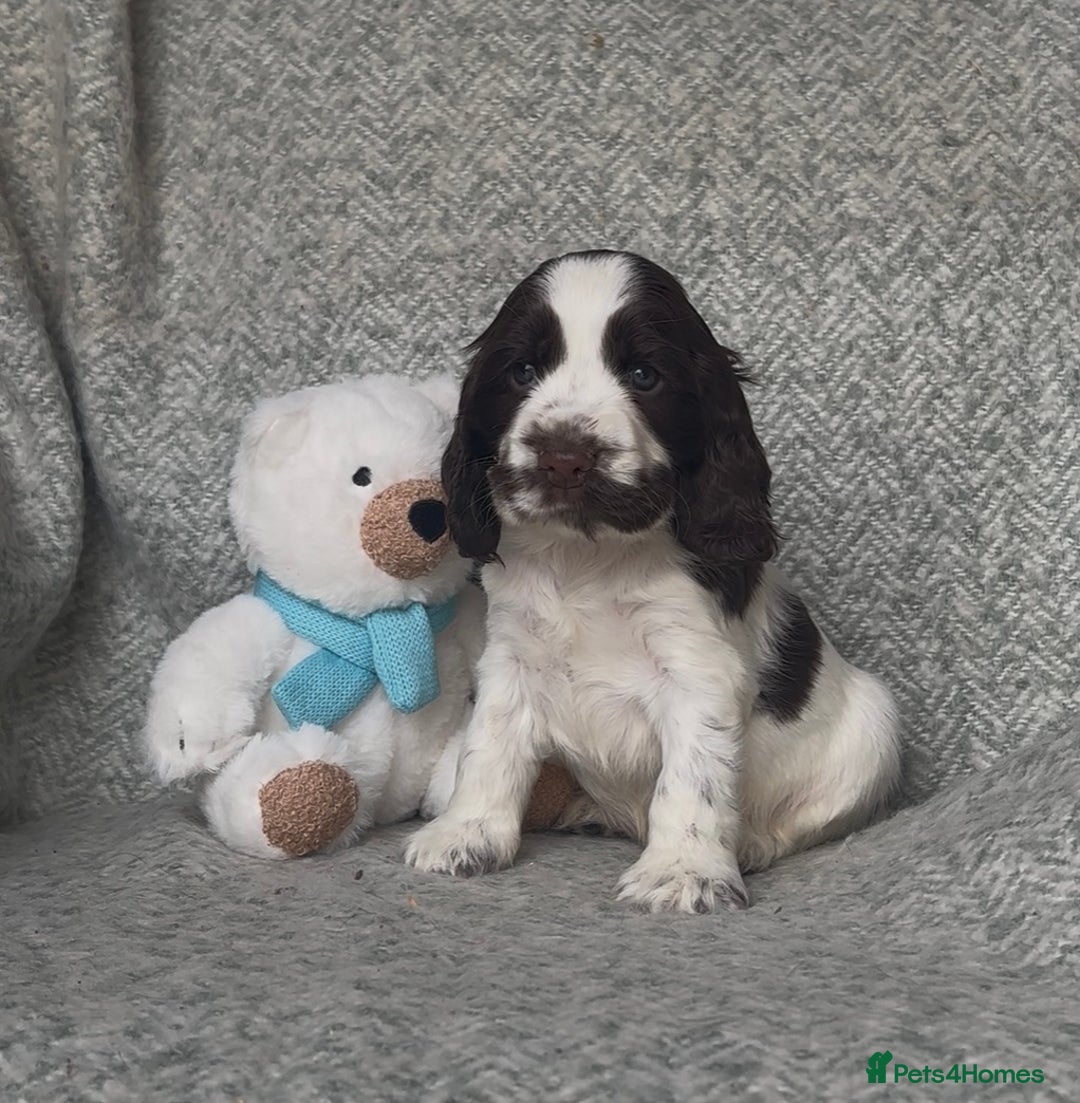 Cocker Spaniel dogs for sale: Ready Now! KC Show Type Cocker Spaniel Pups  - Image 24