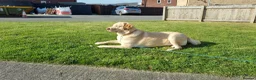 Labrador Retriever dogs for sale: 3 year old female labrador in Barnsley - Advert 8
