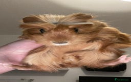Guinea Pig rodents for sale: Two female Guinea pigs - Image 2