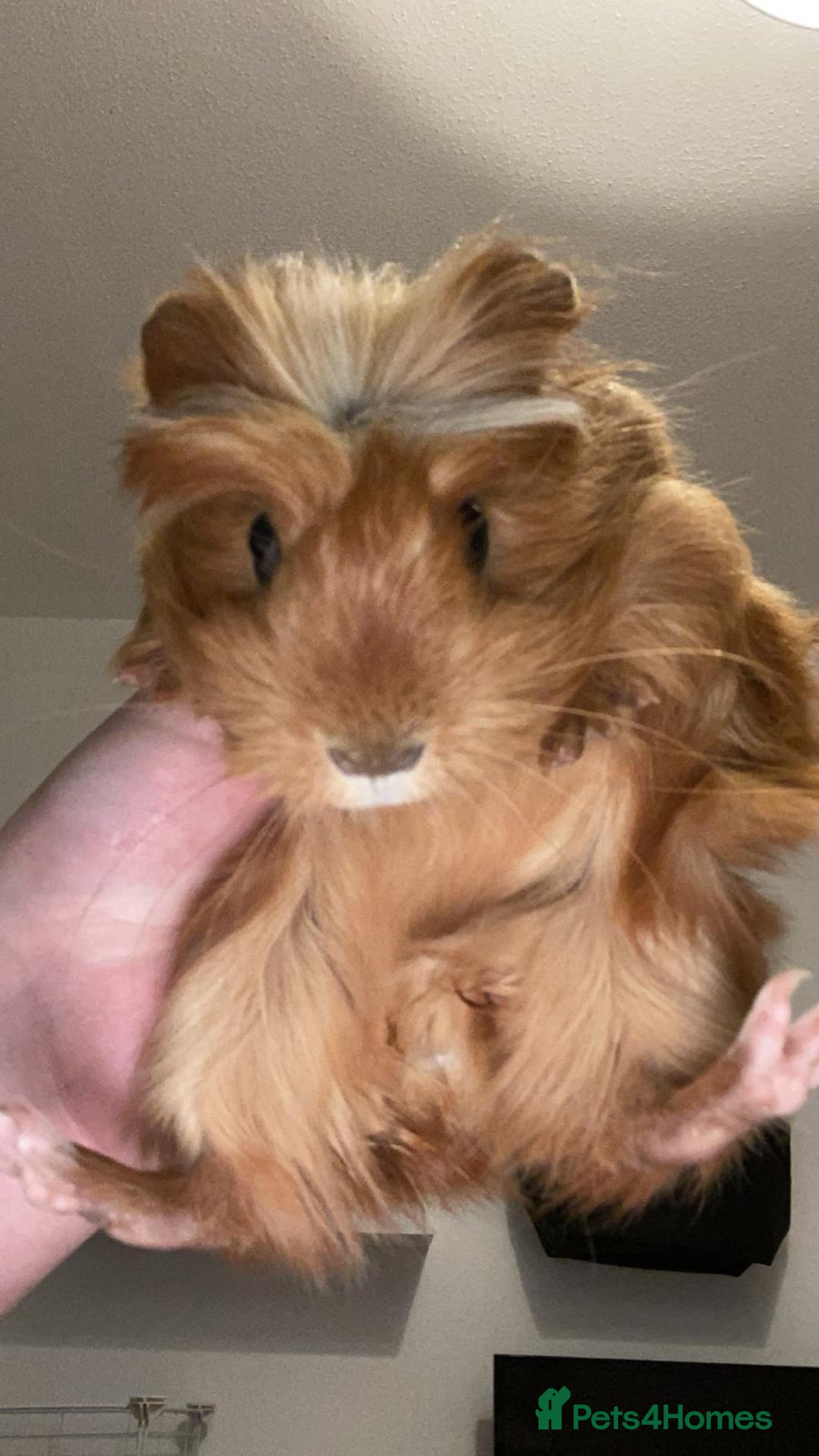 Guinea Pig rodents for sale: Two female Guinea pigs - Image 2