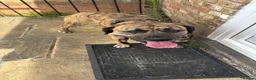 Mixed Breed dogs for stud: Mr Sunny  - Advert 10