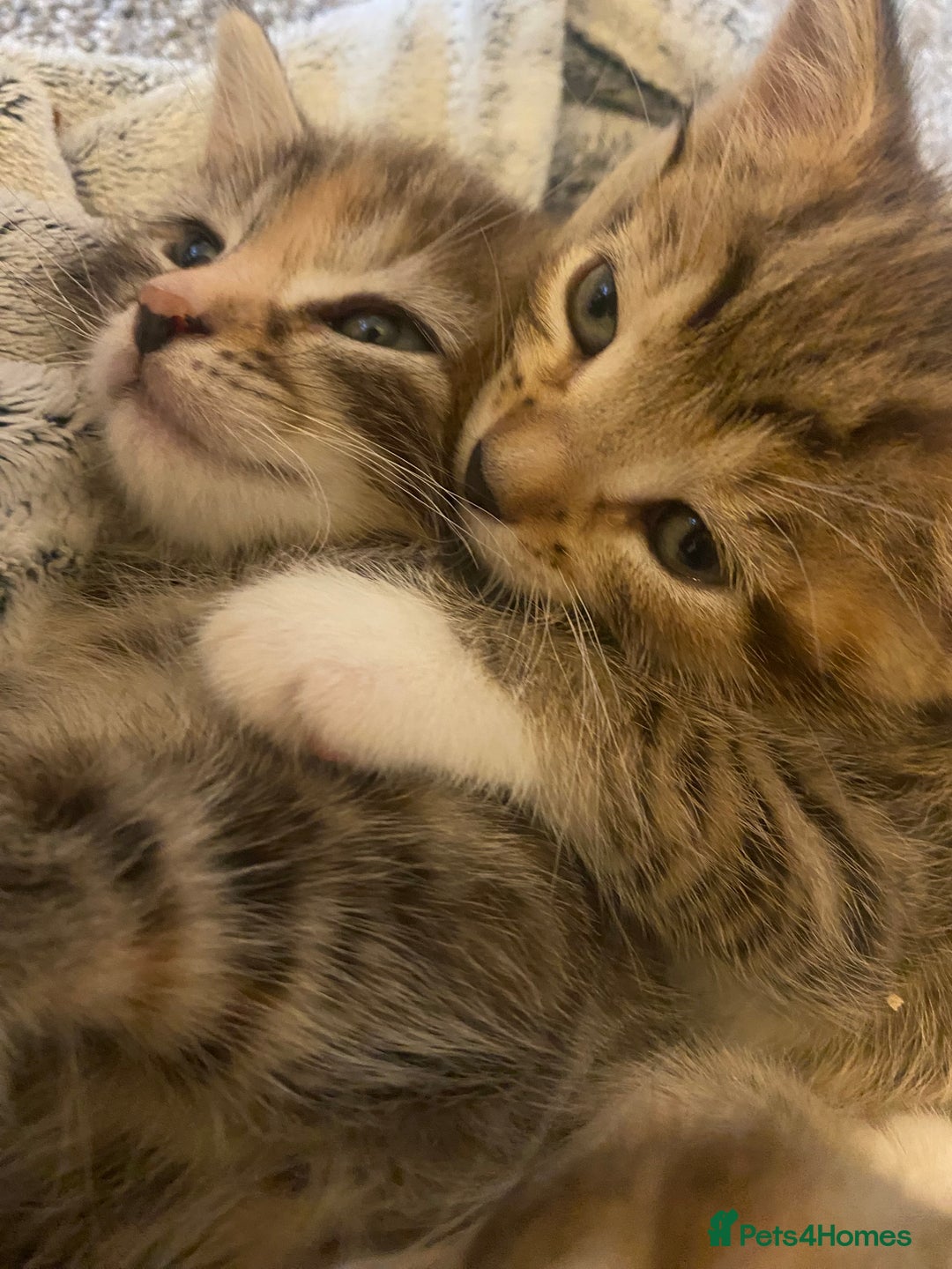 American Shorthair cats for sale: 4 kitten for sale  - Image 14