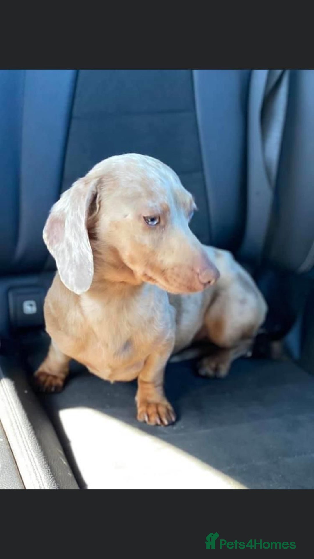 Dachshund dogs for sale: Kc fully health tested parents daxi boys - Advert 12