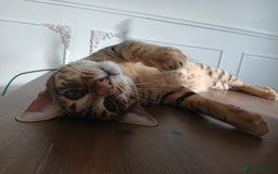 Bengal cats for sale: Bengal x Savannah  - Image 4