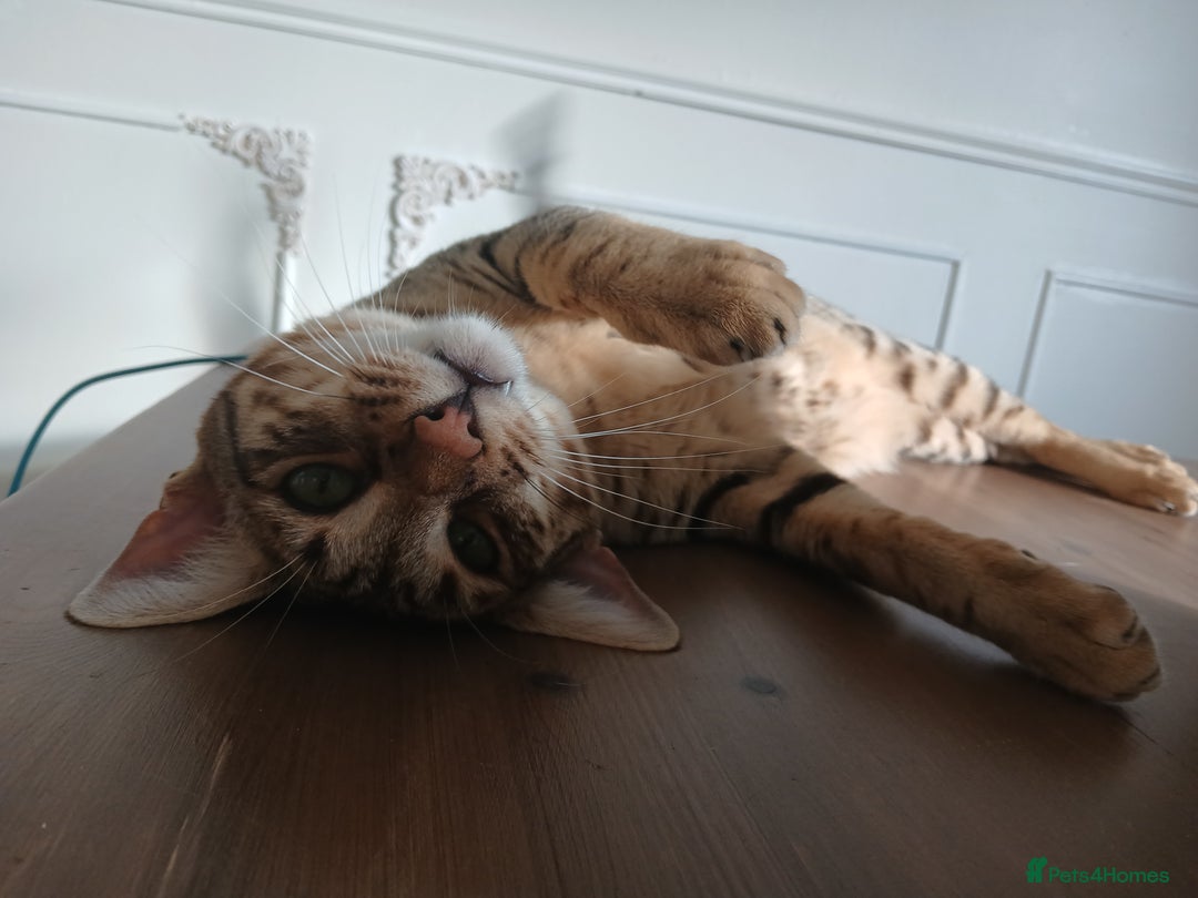 Bengal cats for sale: Bengal x Savannah  - Image 4