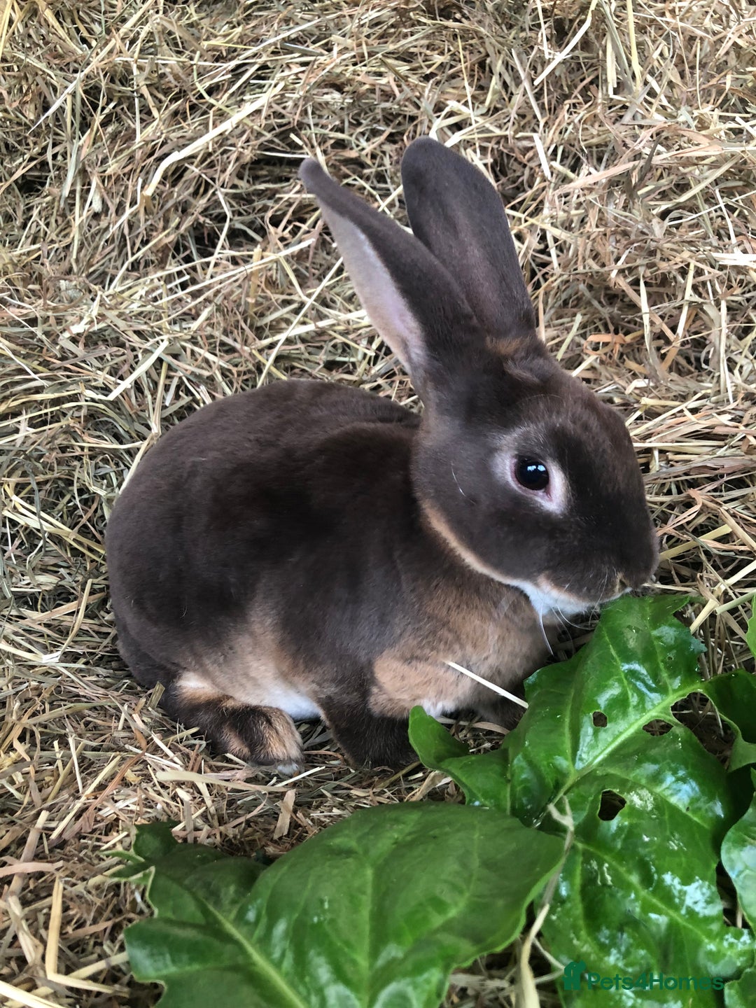 Rex rabbits for sale: Beautiful Pure Breed Velvet Mini Rex babies 🐰  - Advert 17
