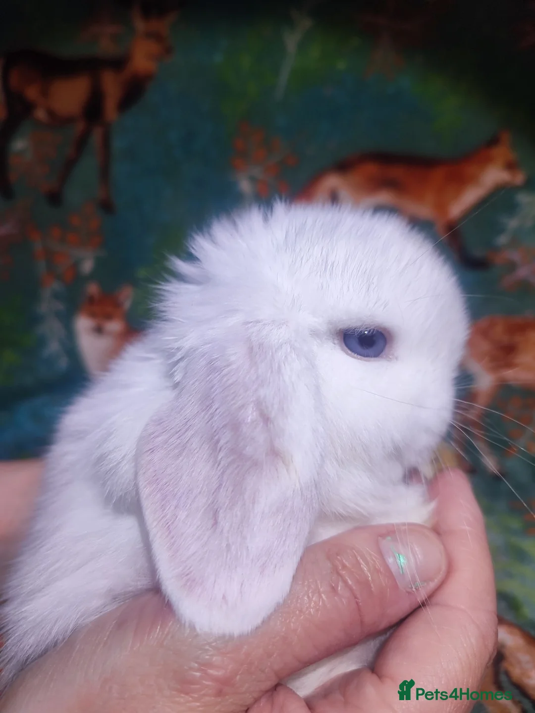 Mini Lop rabbits for sale: Baby Mini Lops - Advert 33