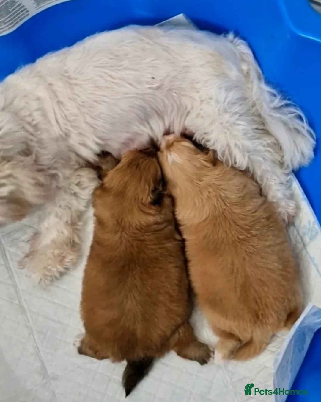 Maltipom dogs for sale: Maltese x Pomeranian - Advert 14