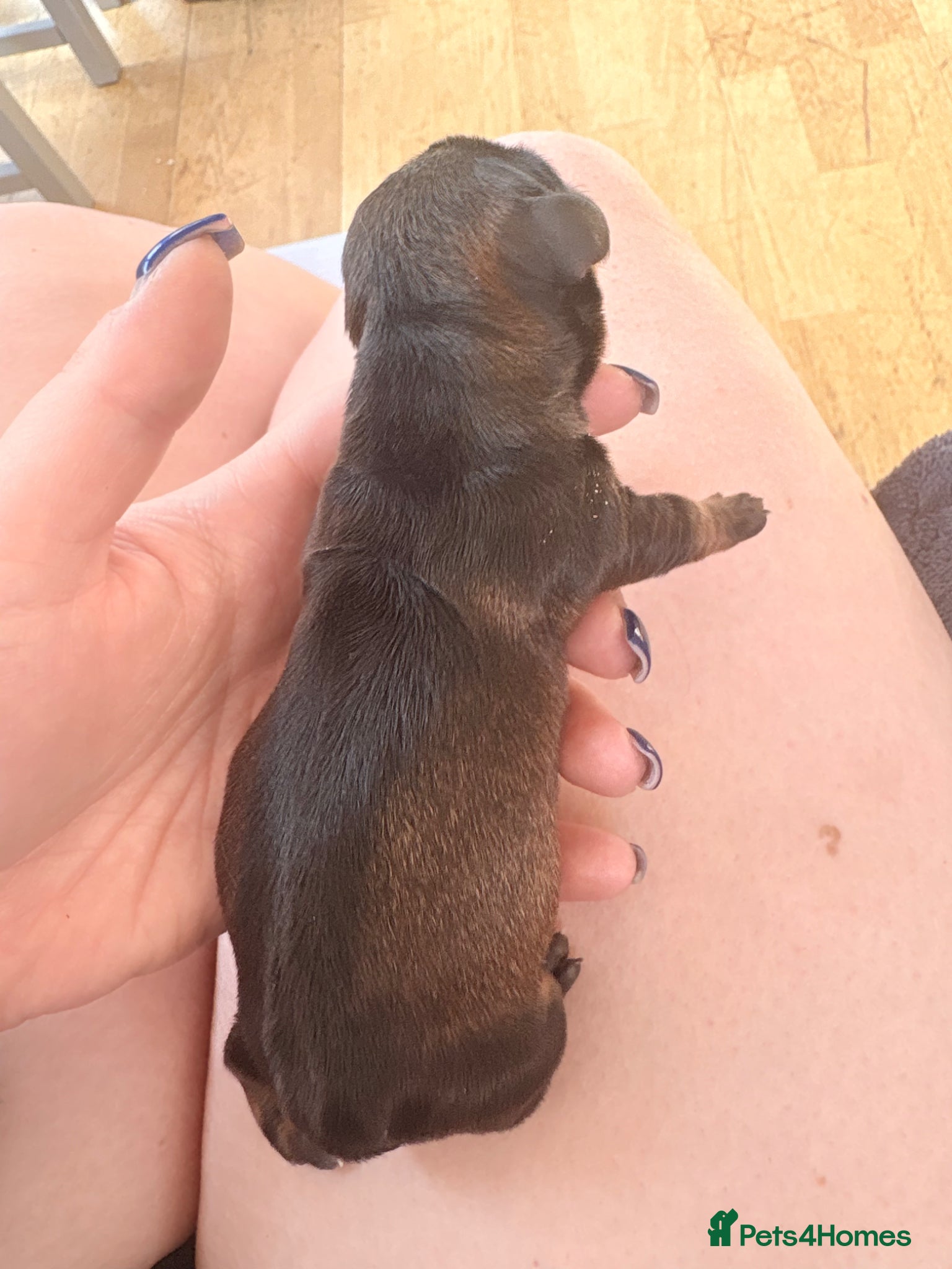 Miniature Dachshund Puppy 3 🩷