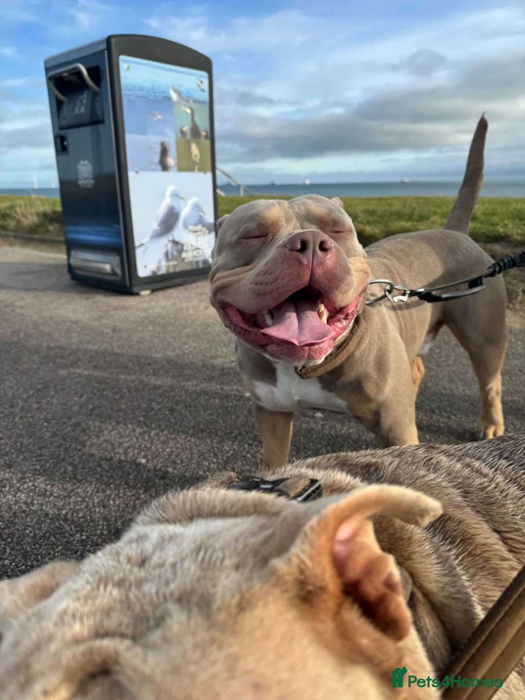 American Bully dogs for adoption: Pocket bully  in Aberdeen - Advert 8