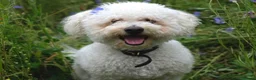 Poochon dogs for sale: Health-Tested Poochon Puppies – Ready NOW - Advert 8