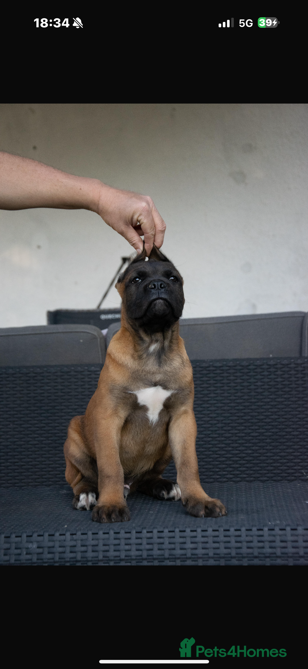 Cane Corso dogs for sale: 10 months old Male Cane Corso Import  - Advert 2