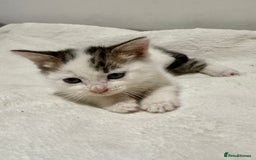 Mixed Breed cats for sale: Kittens for Sale !! - Image 9