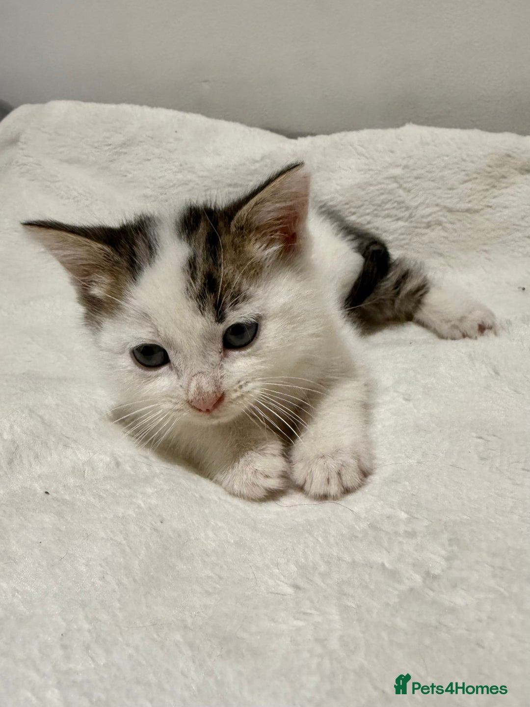 Mixed Breed cats for sale: Kittens for Sale !! - Image 9