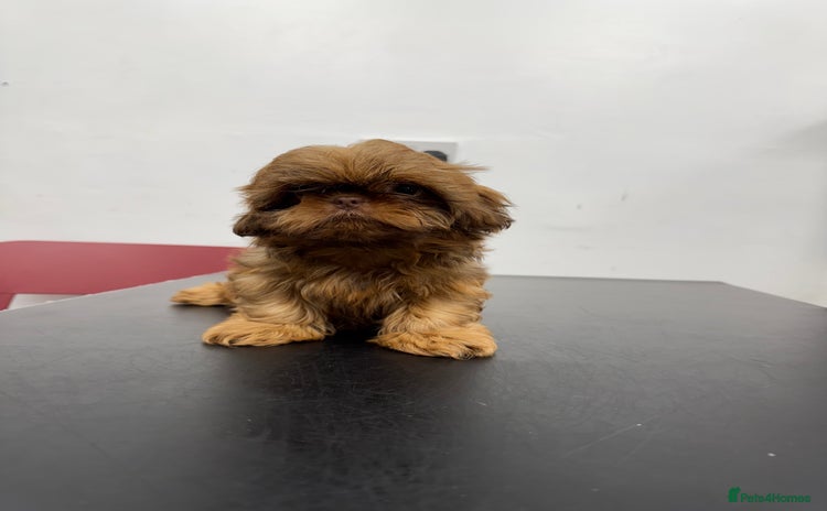 Shih Tzu dogs - Advert 7