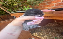 Netherland Dwarf rabbits for sale: Netherland dewarfs, ready to leave in 6 weeks  - Image 10
