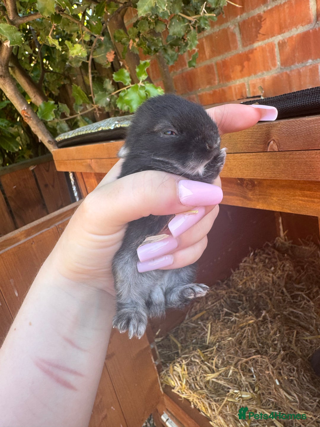 Netherland Dwarf rabbits for sale: Netherland dewarfs, ready to leave in 6 weeks  - Image 10