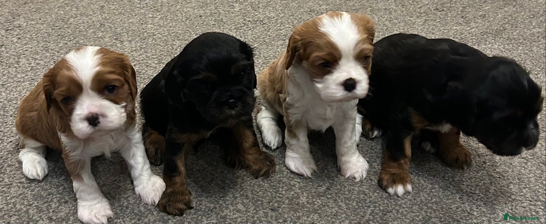 Cavalier King Charles Spaniel dogs for sale: KC registered Cavalier King Spaniel puppies - Advert 3