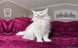 Maine Coon cats for sale: XXL Russian bloodline Maine Coon Kittens 20+Gen!🏆 - Image 40