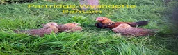 Chickens poultry for sale: Various Pure breed chicks/eggs + turkeys - Advert 11