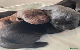 Labrador Retriever dogs for sale: Adorable Labrador puppies - Image 6