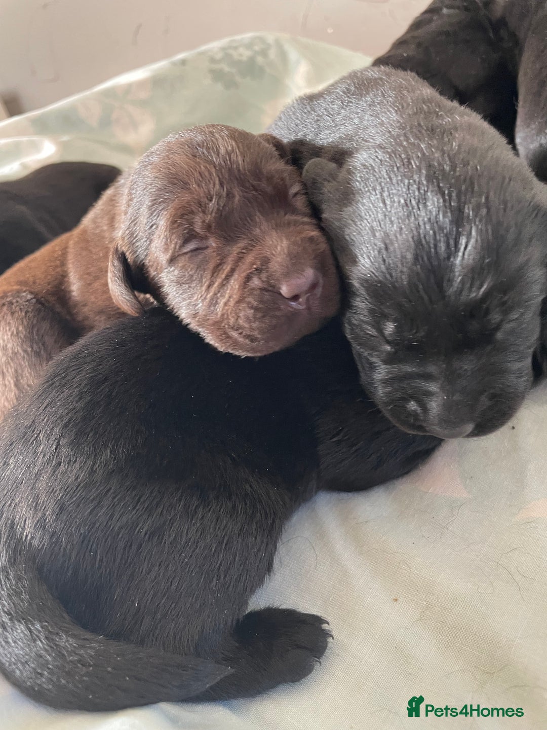 Labrador Retriever dogs for sale: Adorable Labrador puppies - Image 6