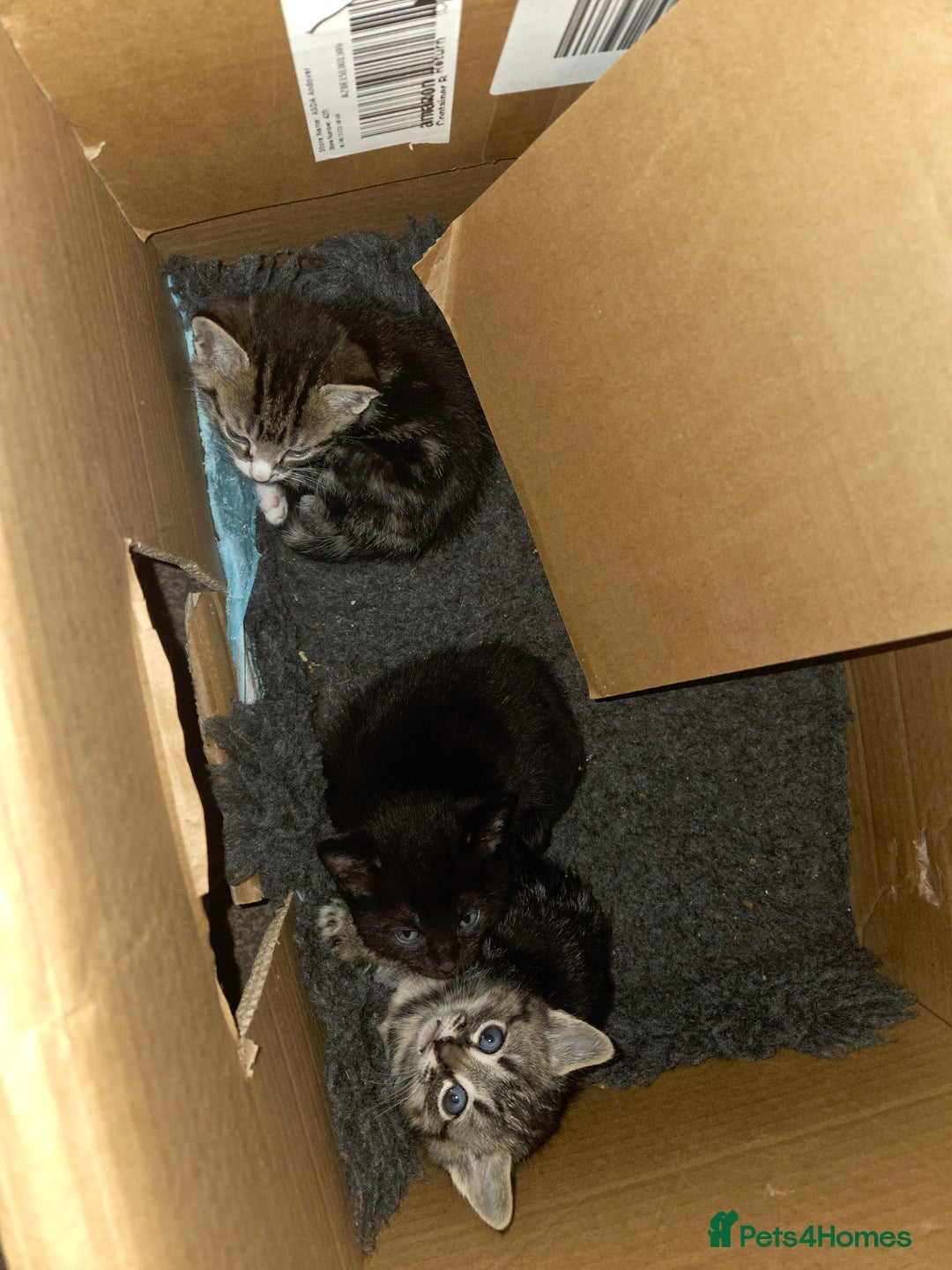 Mixed Breed cats for sale: 5 beautiful kittens - Advert 6