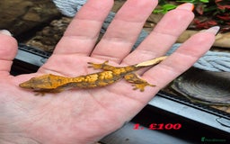 Gecko reptiles for sale: Baby Crested Geckos available - Image 3
